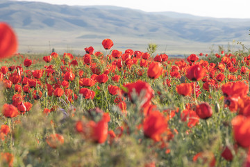 Flowers in the field