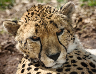 Face of captive Cheetah lying on the ground