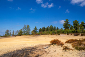 Heathland in National Park Maasduinen in the Netherlands