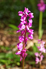 Obraz premium Early Purple Orchids in woodland, Orchis mascula