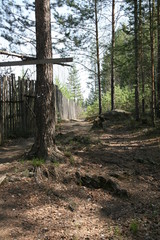 path in forest