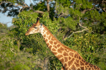 The beautiful savanna giraffe photographed in the lowveld of southern africa