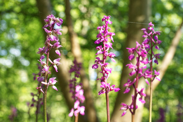 Early Purple Orchids in woodland, Orchis mascula