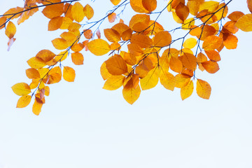 fall maple leaves