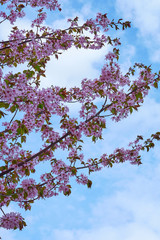 Branch of pink cherry blossoms against a blue sky and blurred background. Copy space.