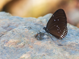 Butterflies are living on rocks