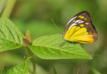 yellow-black butterfly on the leaves in the natural forest