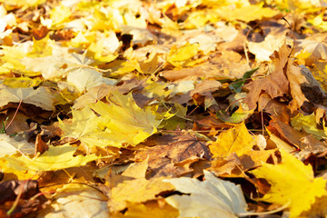 Vibrant fall foliage