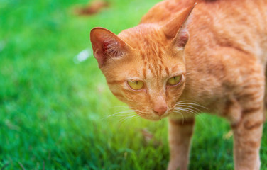 Fototapeta na wymiar Cat cute brown on the lawn. Mammals that beautiful.