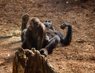 Captive mother Gorilla lying on ground while playing with baby