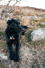 Dog Laying in Field at Grayson Highlands State Park in Jefferson National Forest in Virginia 