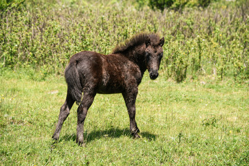 Wild Ponies at Grayson Highlands State Park in Jefferson National Forest in Virginia 
