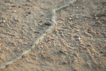 Processionary caterpillar in motion