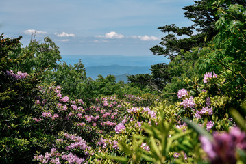 Grayson Highlands State Park in Jefferson National Forest in Virginia 