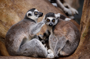 Pair of captive Ring Tailed Lemurs grooming in a tree perch