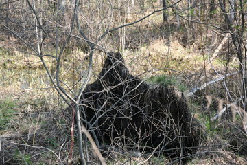 stump in forest