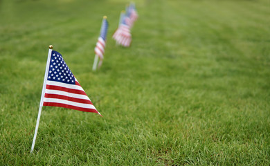 Memorial day flags. American flag on green grass lawn background