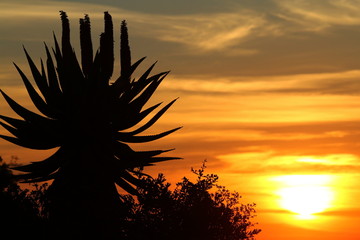 Beautiful Aloe ferox silhouetted against an orange sunset.