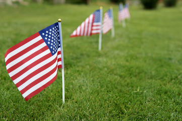 Memorial day flags. American flag on green grass lawn background