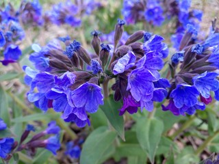 The first spring forest flowers of Siberia