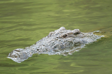 American Crocodile hunting in shallow water