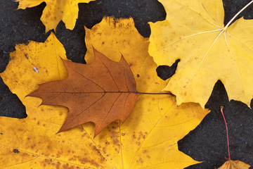 Autumn dry brown oak and yellow maple leaves on asphalt