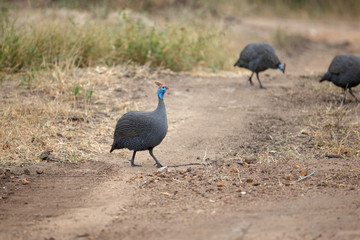 Helmeted guinea fowl moving across the road