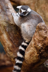 Captive Ring Tailed Lemur perched in a stone tree