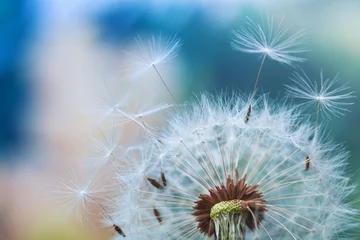 Garden poster Dandelion Beautiful dandelion flower with flying feathers on colorful bokeh background. Macro shot of summer nature scene.