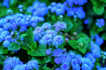 blue flowers on a green background