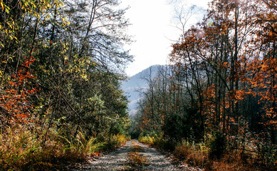 Obraz premium Remote Road in Grayson Highlands State Park in Jefferson National Forest in Virginia 