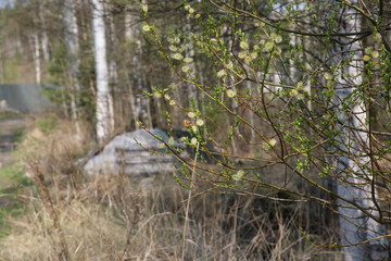 Fototapeta premium tree in forest