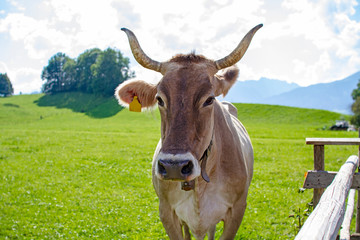 Kuh - H&ouml;rner- Allg&auml;u - Braunvieh - stolz