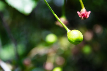 Green Cherry Berry. Cherries on the tree.