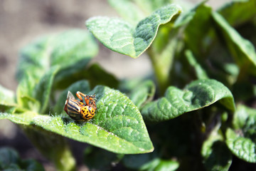 Close-up of the Colorado potato beetle on young leaves of potato