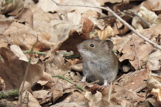 Feldmaus - Microtus arvalis