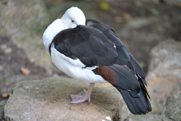 Bird on rock