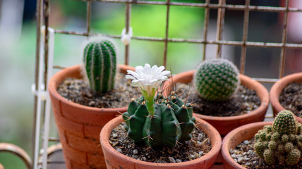 Small cactus, growing and flowering beautiful.
