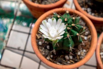 Small cactus, growing and flowering beautiful.