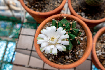 Fototapeta na wymiar Small cactus, growing and flowering beautiful.