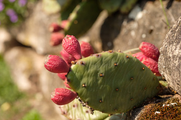 Feigenkaktus Kaktus Opuntie
