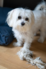 Maltese Dog