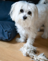 Maltese Dog