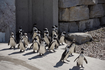 Colony of captive African Penguins on land looking for food © Reimar