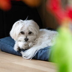 Maltese Dog