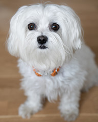 Maltese Dog