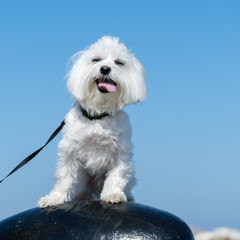 Maltese Dog