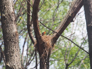 Blackbird sitting in a nest on the tree. Hatching a clutch of eggs.