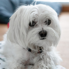 Maltese Dog