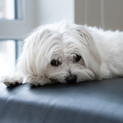 Maltese Dog